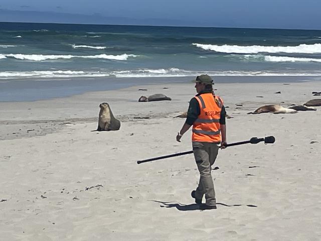 Sea lion breeding season gets underway on Kangaroo Island | The Islander