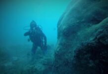 Reef marine life collapsing