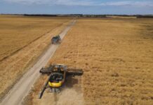 Record crop production for SA and KI