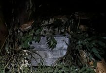 Penguins killed, habitat destroyed at Emu Bay