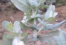 Funds for blue gum removal on Island