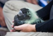KI’s young glossy black-cockatoos get first look at outside world