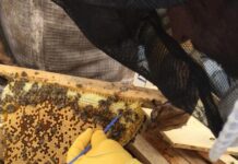 KI wildlife key to beverage fermentation