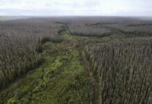 BirdLife wants transparency in KI plantation timber clearing