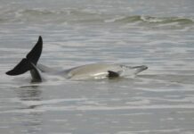 Do not touch stranded marine mammals on Kangaroo Island
