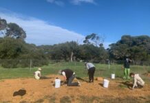 Friends of Parks get hands dirty together on Kangaroo Island