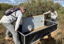 Endangered Kangaroo Island dunnarts take shelter under tin-roof refuges