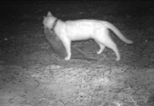 Dudley residents prepare winter war on feral cats with trapping blitz