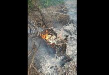 Outbreak of American foulbrood disease in Kangaroo Island beehives