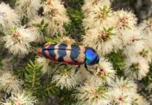 New research uncovers online sales of Australian invertebrates
