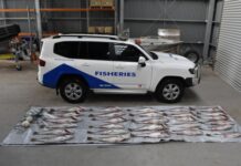 Huge haul of big mulloway found dumped in mangroves at Port Wakefield