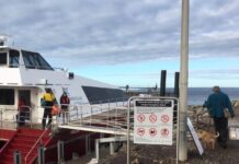 Rabbit found on Penneshaw Beach at Easter results in fines for visiting couple