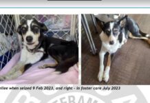 Kingscote man pleads guilty after RSPCA seizes two starving dogs