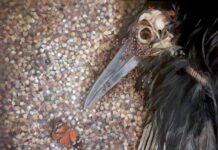 SALA show comes home to Kangaroo Island with insectivorous theme