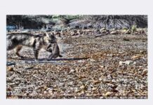 Vital funding to help landowners tackle feral cats on Kangaroo Island