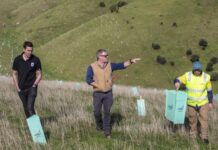 Enticing rare Kangaroo Island glossy-black cockatoos back to the mainland