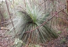 Grass-tree skirts are cosy homes for wildlife: KI research