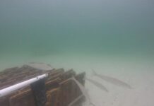 Ocean life settles on new Kangaroo Island reefs after just six months