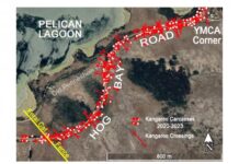 825 kangaroos killed on Hog Bay Road stretch, appeal for 80km/h