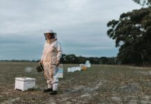 Kangaroo Island honey rises from the ashes in new short film