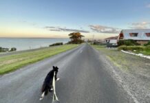 Letter: No off-leash areas for Kingscote dogs in KI Council plan