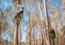 Concern for koala welfare as timber plantations are cleared on Kangaroo Island