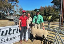 Skallemaro Suffolk stud kicks off KI ram sales