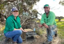 Wireless trap technology closes the net around KI’s feral cats