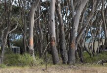 Six weeks to consider fate of Kangaroo Island’s ‘cathedral of mallee’