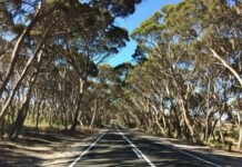 24-hour reprieve for KI’s iconic Hog Bay Road cathedral of mallee trees