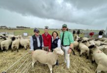 Bennett family holds final sale as it hands over Bark Hut stud