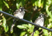 KI Twitchathon – How many birds can you spot?