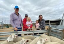 Finest sheep genes on offer at Kangaroo Island ram sales