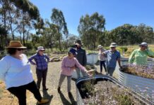 Landscape planning at KI Rare Plant Garden