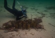 Learn about work of Kangaroo Island Landscape Board at special event