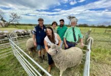 Taljar, Taljade hold combined Polwarth ram sale at Little Wedgewood