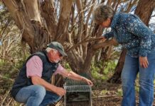 Fewer feral cats in KI traps signifies predator in retreat