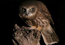 ‘Whooo’s hear?’ – Kangaroo Island community nocturnal bird survey by Birdlife Australia