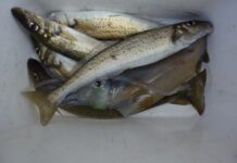 Changes in commercial fishing sector impact on remaining marine scale fishers on KI