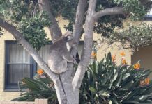 The koala dilemma continues on Kangaroo Island, tagged female spotted in town