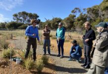 Native plant knowledge now a growth industry on Kangaroo Island
