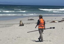 Sea lion breeding season gets underway on Kangaroo Island