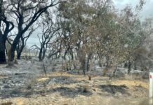 Fire danger season called early on Kangaroo Island, new CFS fire danger rating system