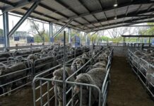 Turkey Lane Merinos holds annual sale, rebuilding complete four years after bushfire