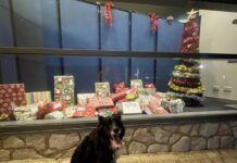 Kangaroo Island locals helping locals this Christmas with tree appeal donations