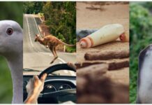 Your chance to keep KI wild