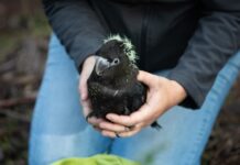 Black from the brink: new glossy black-cockatoo census reveals stable population on Kangaroo Island