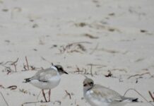 Cracking start to hoodie season at Carrickalinga