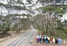 Hog Bay Road trees went without assessment, mayor supports existing speed limits