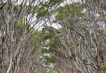 Letter: Road needs to be safer, trees need to be saved